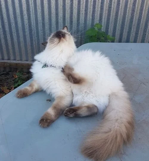 Rachel Cat