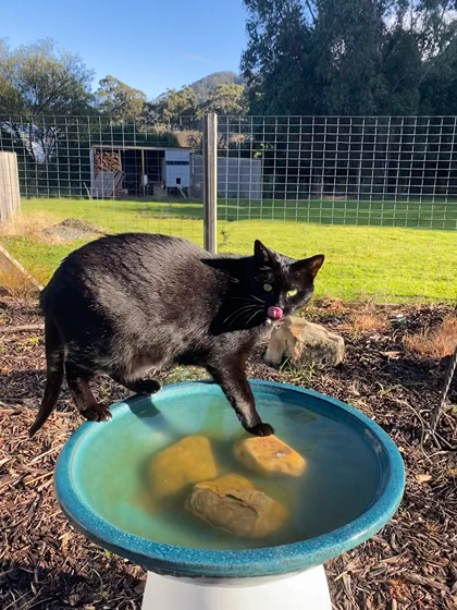 Cat outside