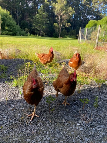 Farm Chickens