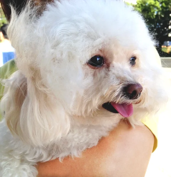 Jujube's Dog