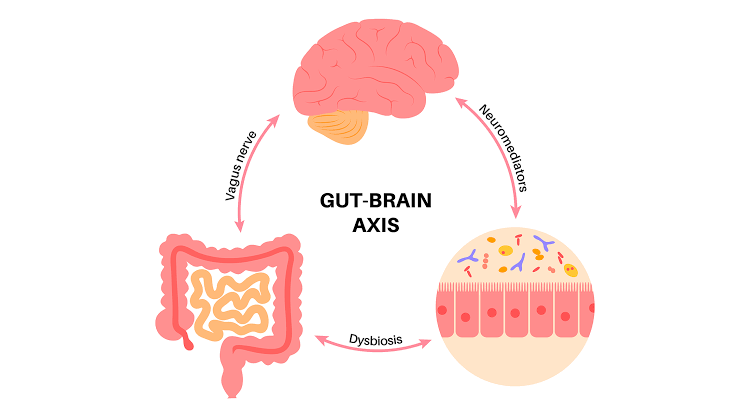 The Gut-Brain Axis: Why Your Stomach and Your Mind Are Always Talking